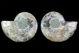 Cut & Polished Ammonite Fossil - Agatized #78386-1